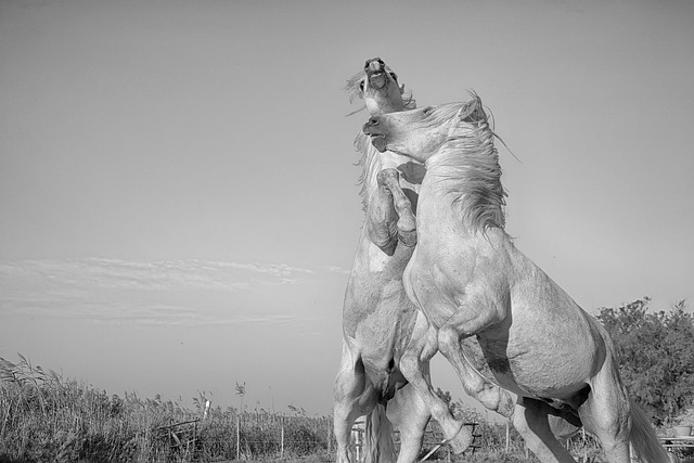 horse