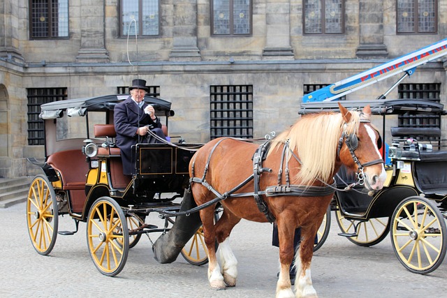 horse