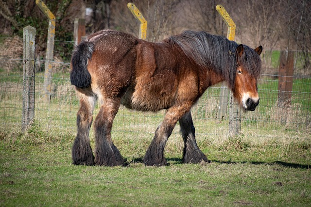 horse