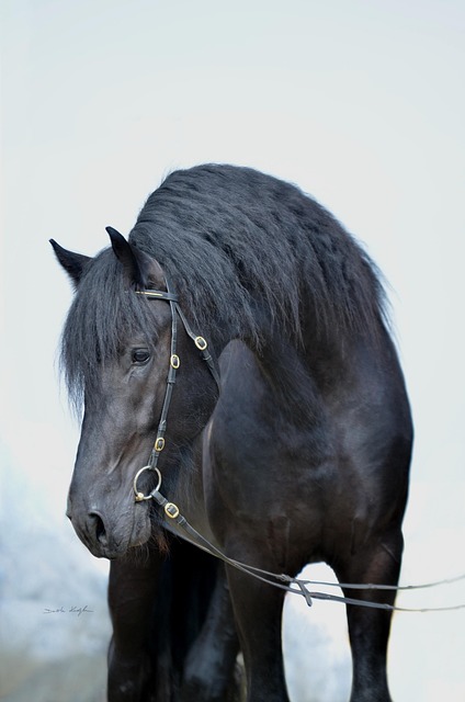 horse