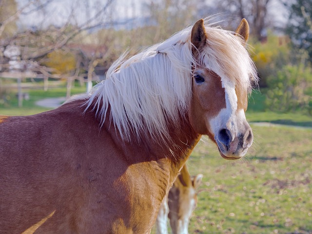 horse