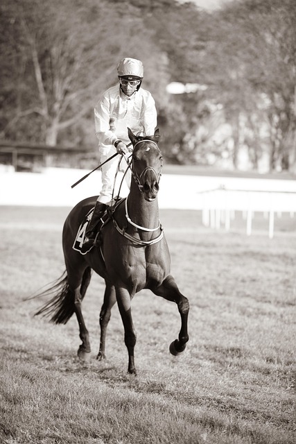 horse