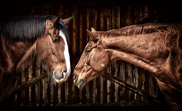 horse