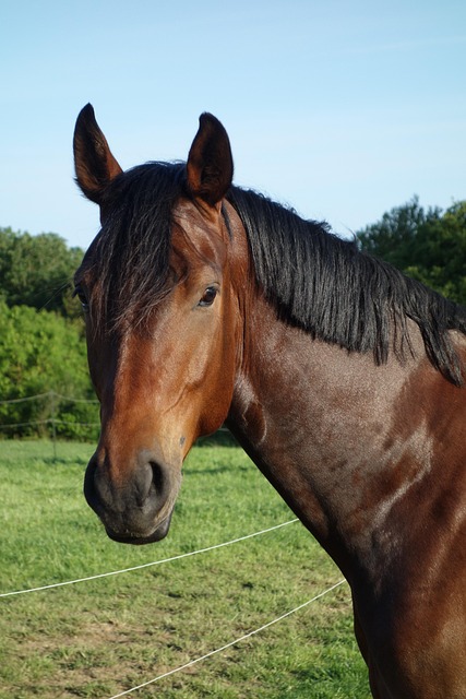 horse