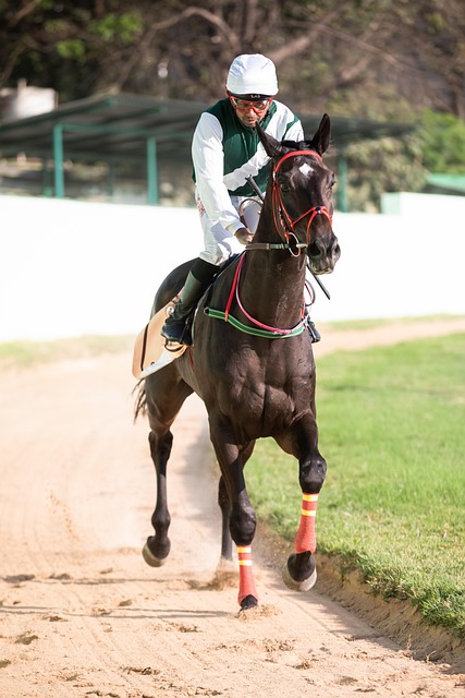 horse