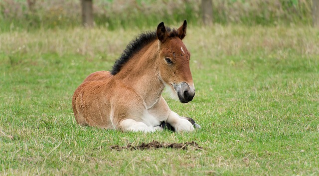 horse