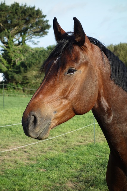 horse