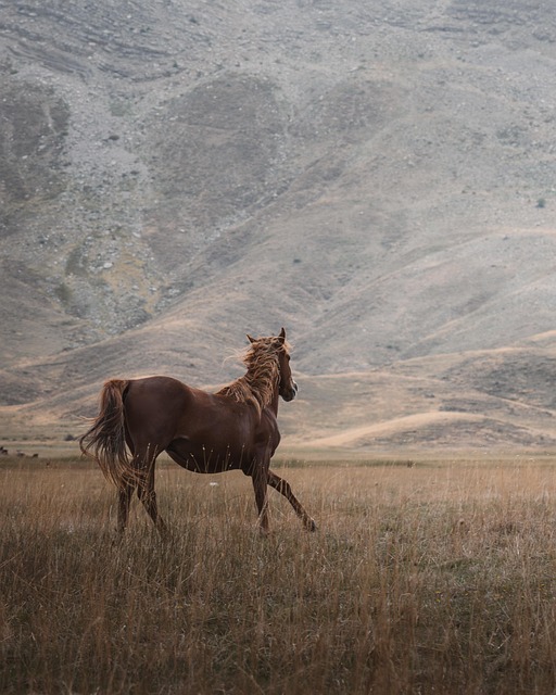 horse