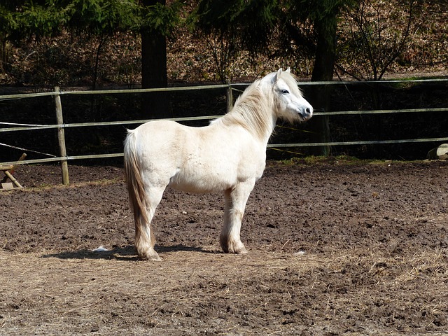 horse