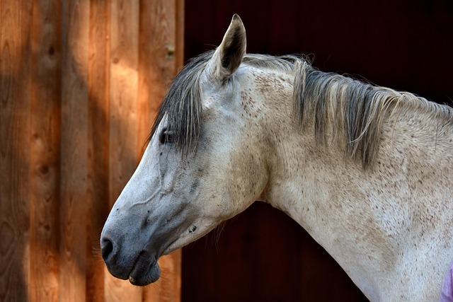 horse