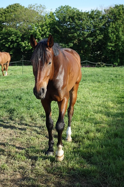 horse