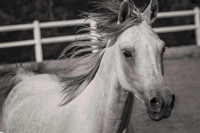 horse