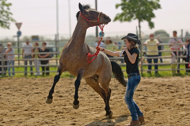 horse