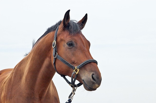 horse