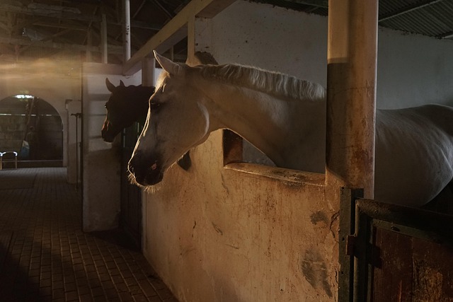 horse