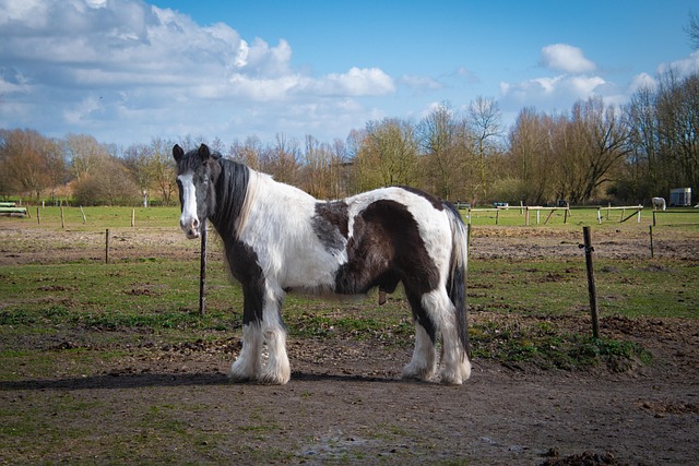 horse