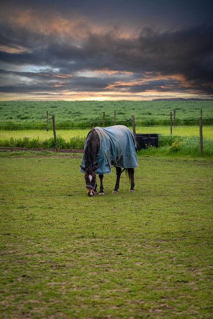 horse