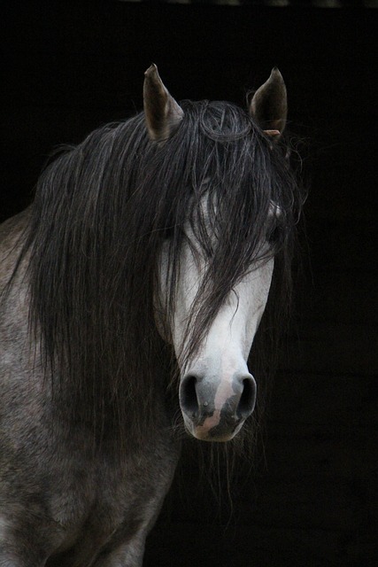 horse