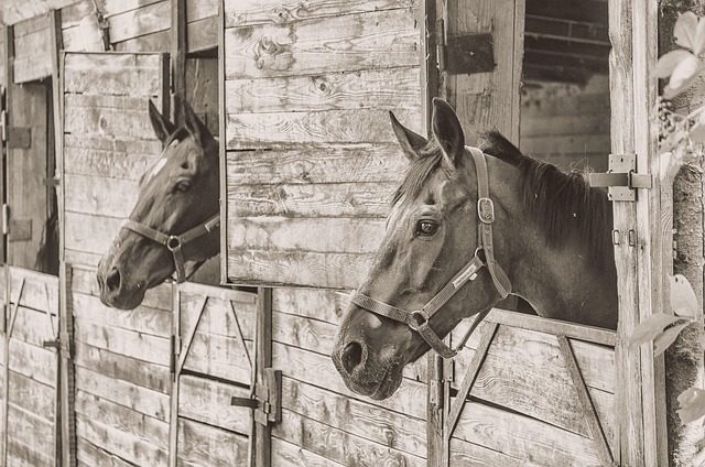 horse