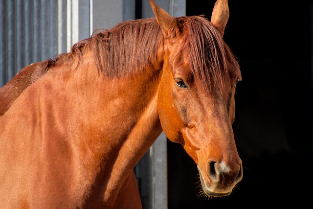 horse