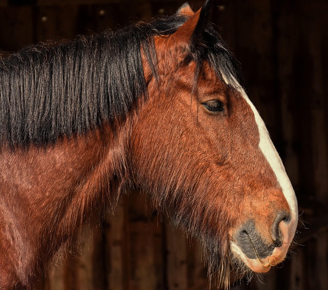 horse