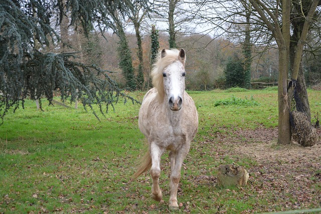 horse