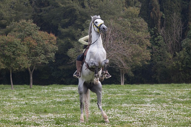 horse