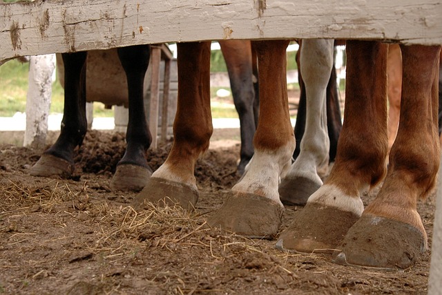 horse