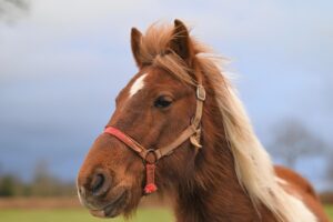 horse-640x480-95370310.jpeg