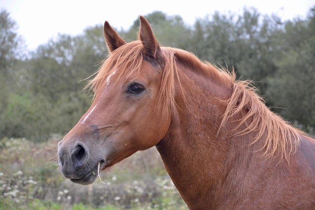 horse