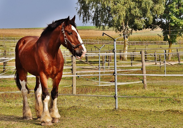 horse