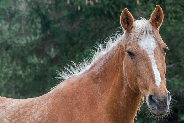 horse