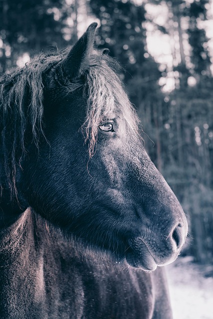 horse