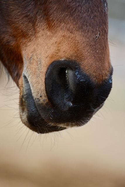 horse lead rope