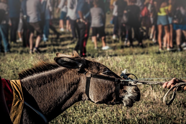 horse lead rope