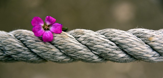 horse lead rope