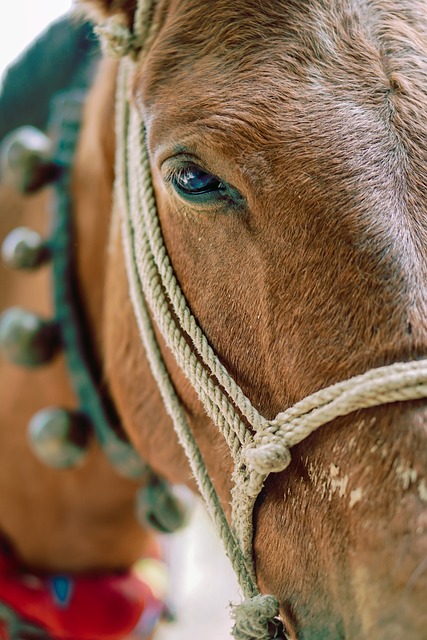 horse lead rope