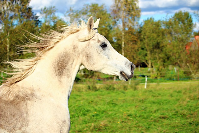 horse lead rope