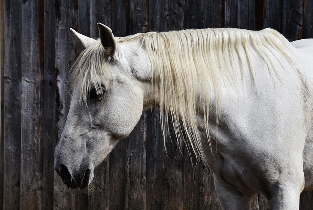 horses