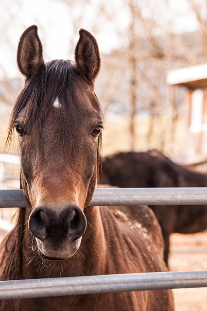 horses