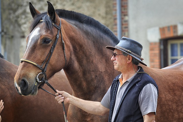 horses