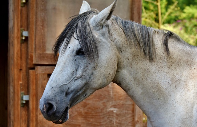 horses