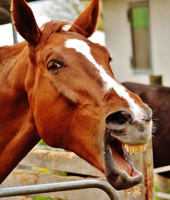horses