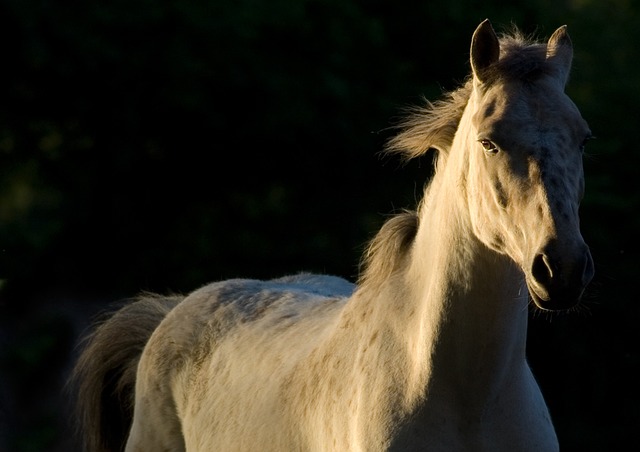 horses