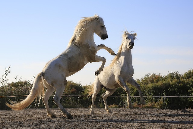 horses