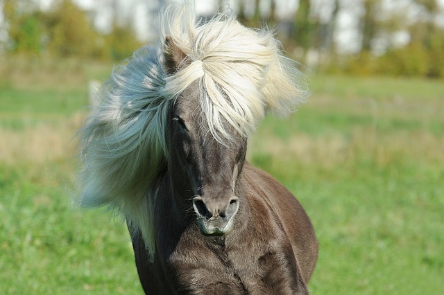 horses