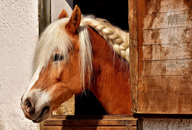 horses