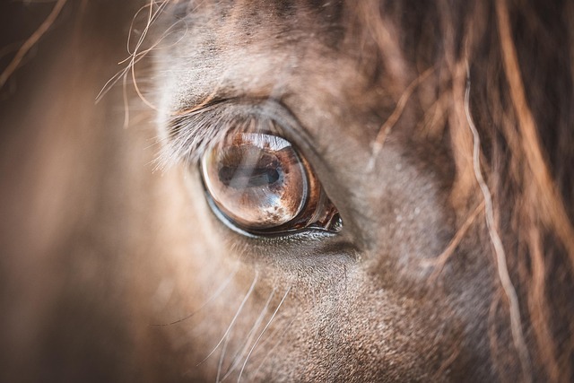 horses