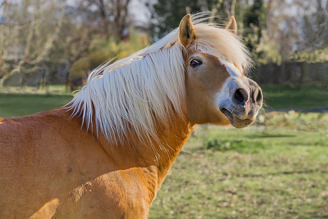 horses