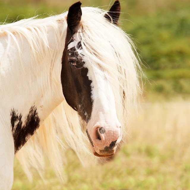 horses